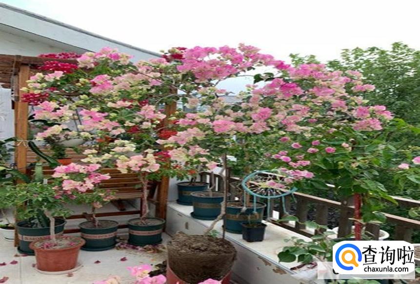 三叶梅怎么养殖较好