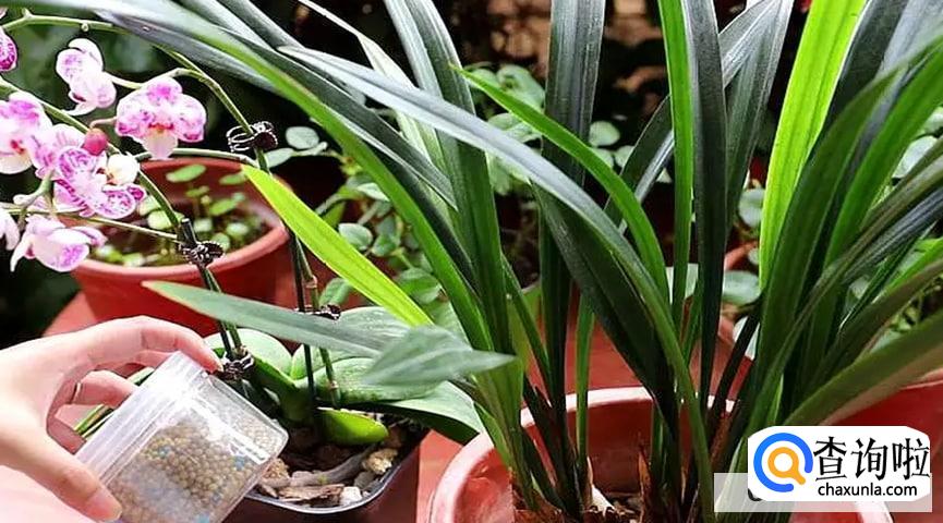 兰花怎样施肥才能花多芽多观赏价值高