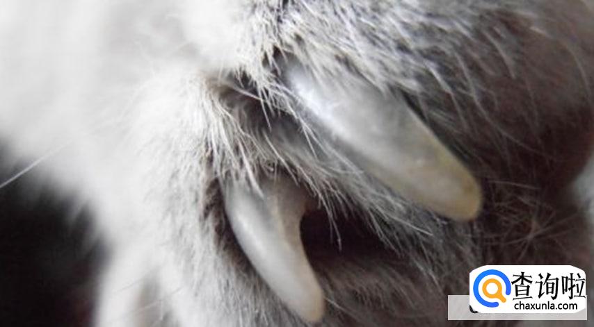 怎样给猫咪剪指甲最正确