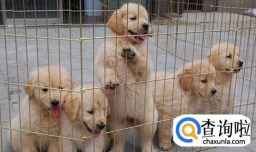 关于初次喂养金毛犬注意事项，主人需要了解这些