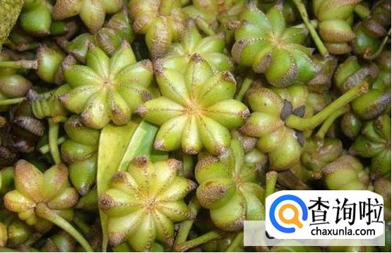 八角和茴香的功效作用