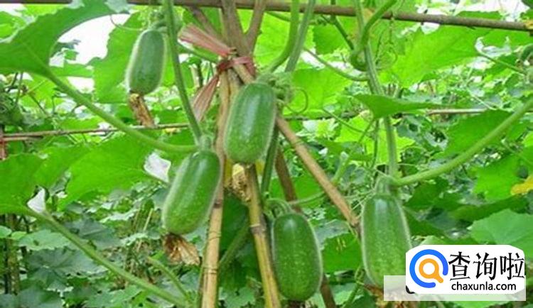 挑选蒲瓜的原则有哪些