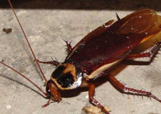 蟑螂的危害性有多大