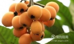 枇杷果怎么吃