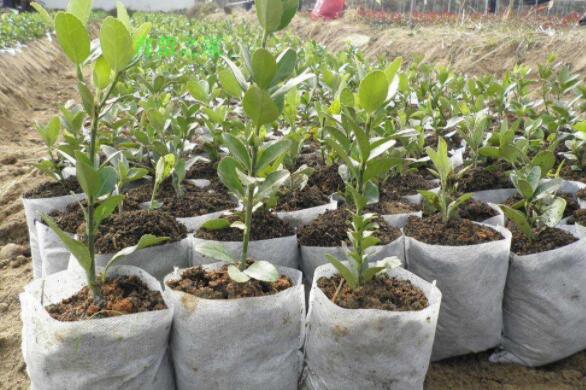 植树的好处有哪些?