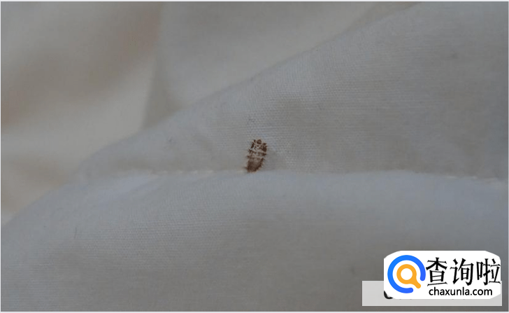 房间内有臭虫如何驱赶