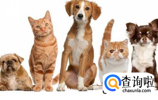 如何直接那种宠物适合自己