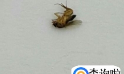 垃圾桶里的虫子是怎么凭空出来的 垃圾桶里的虫子是怎么出来的