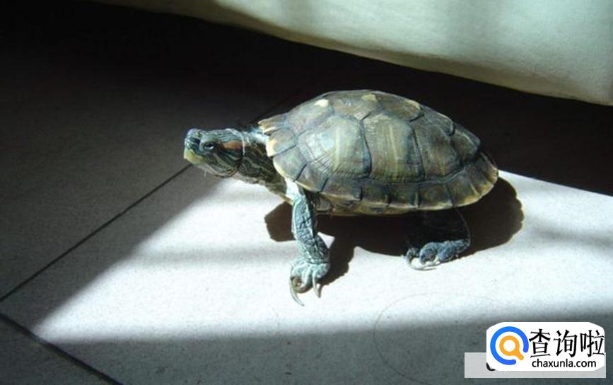 如何正确的给龟补钙合适呢