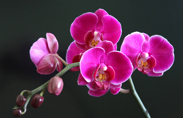 乔迁新居送什么礼物