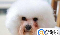 宠物狗狗泪痕严重，怎么办，应该如何清除？
