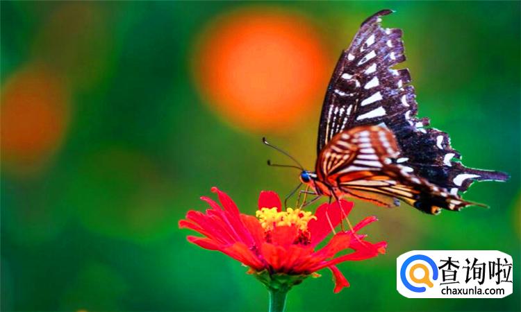 蝴蝶的家在哪里