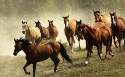 1978年属什么生肖