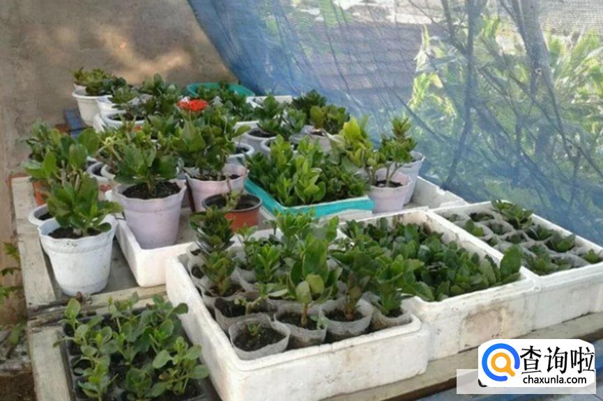 常寿花夏天怎样养护较好