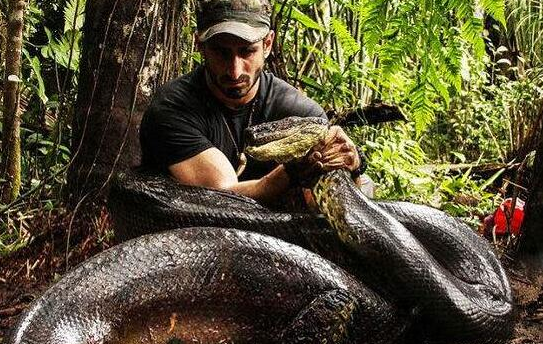 世界上最长的蛇