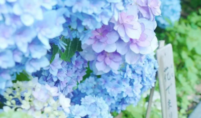 紫阳花是什么