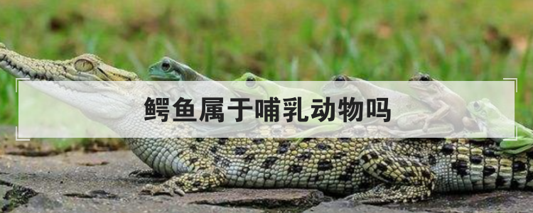 鳄鱼属于哺乳动物吗