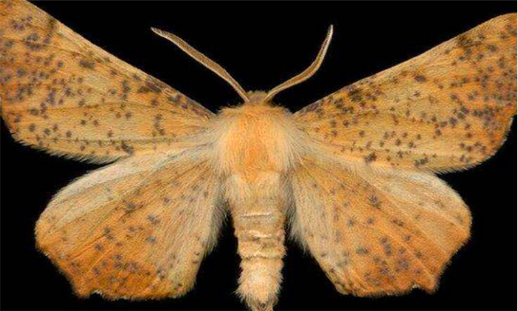 房间有飞蛾怎么办