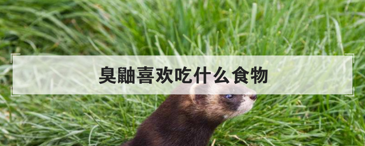 臭鼬喜欢吃什么食物