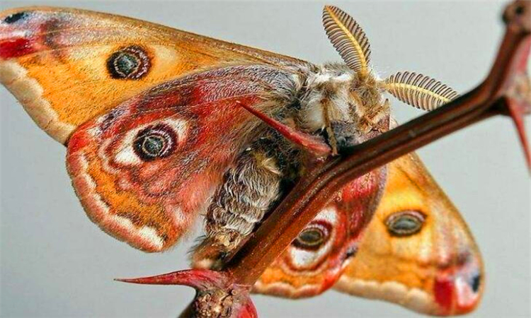 房间有飞蛾怎么办