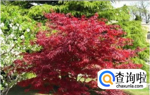 日本红枫的养殖方法和注意事项