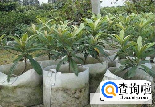 枇杷树移栽时间及方法是什么