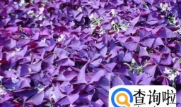 怎样种植紫色三叶草