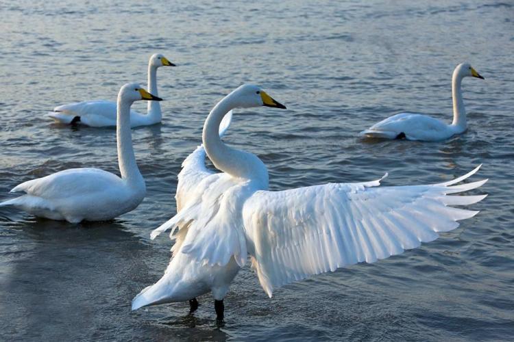 为什么动物园里的天鹅不会飞掉