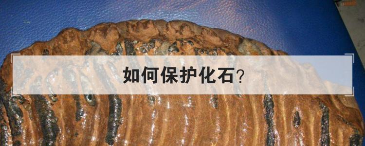 如何保护化石