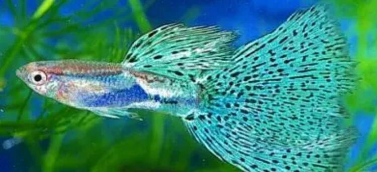 什么鱼好养