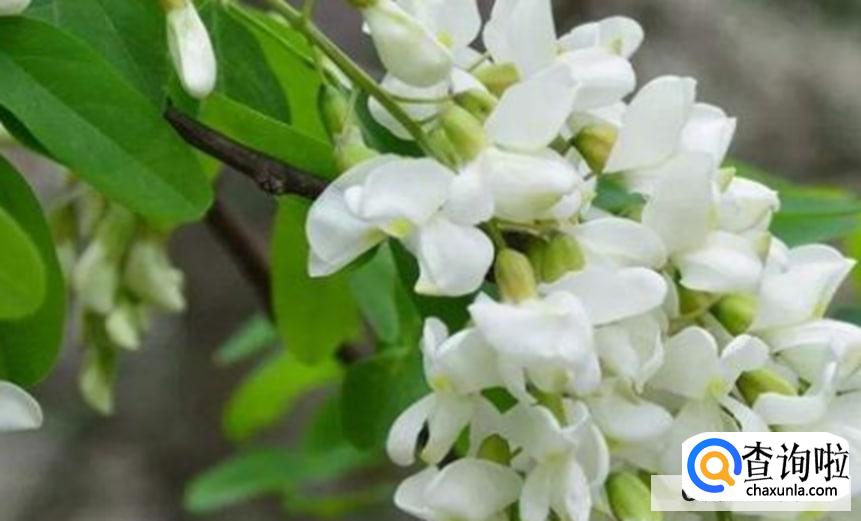 洋槐树花有哪些作用呢