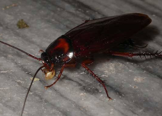 蟑螂为什么会飞