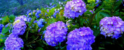 紫阳花是什么