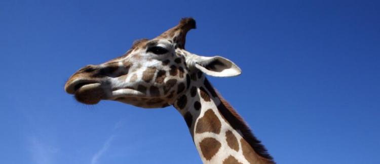 关于动物的成语有什么