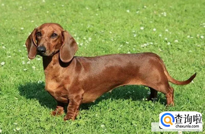 腊肠犬的价格和饲养方式