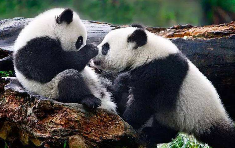 熊猫刻板行为是什么