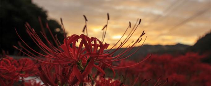 彼岸花为什么叫死人花