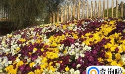波浪花怎么养
