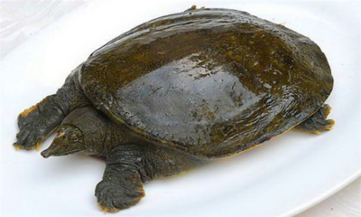 吃甲鱼的功效与禁忌