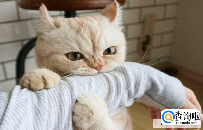 怎么增加猫的安全感最好