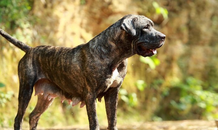 世界十大名犬排行榜
