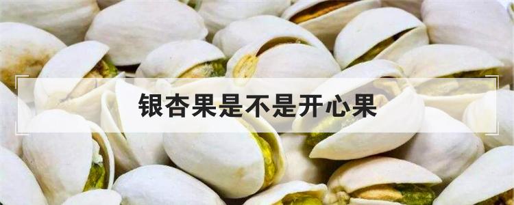 银杏果是不是开心果