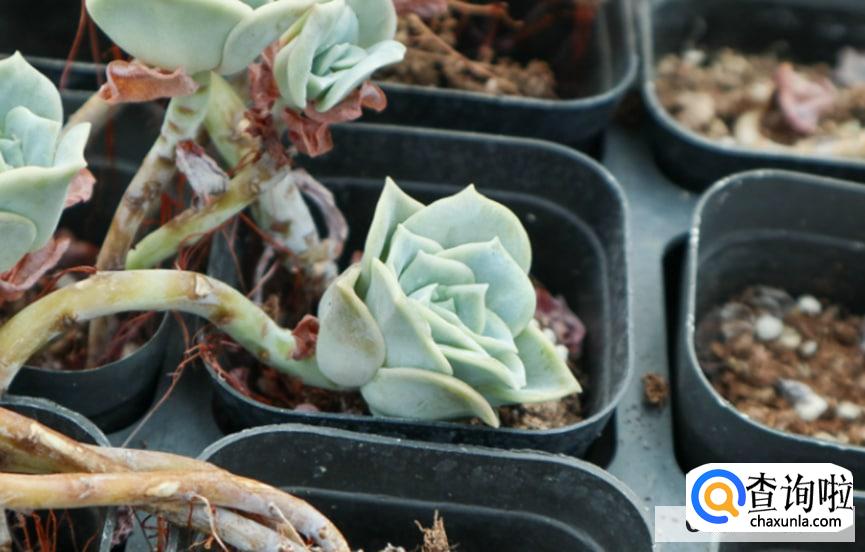 可爱玫瑰的养殖注意事项