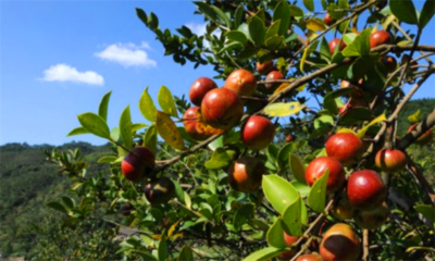 世界公认三大健康油种