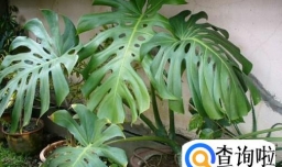 哪些盆栽植物适合养在家中？