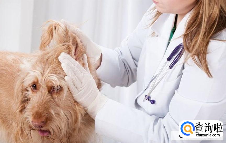 养狗的坏处有哪些