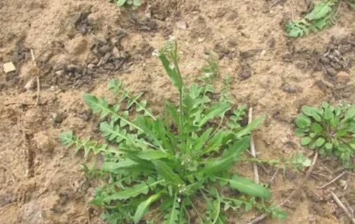 立春吃什么蔬菜有营养