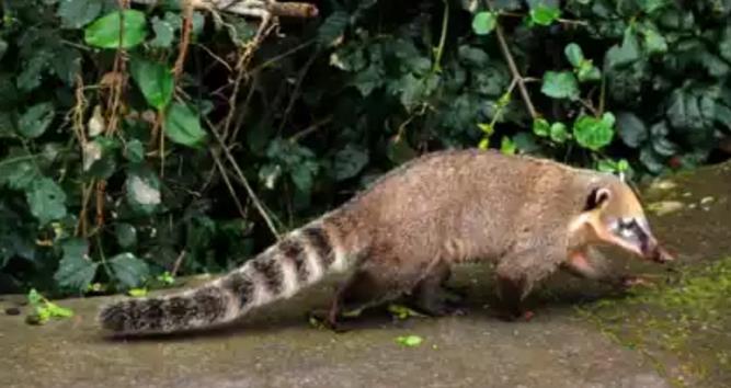 2003年引起非典的真正原因是什么