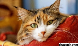 猫乱拉咋办