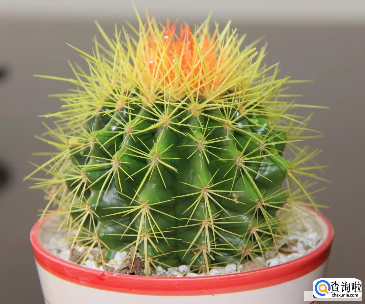 金琥摆放风水禁忌